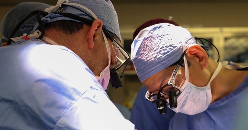 Transplante de rim de porco foi um sucesso e liderado por brasileiro 