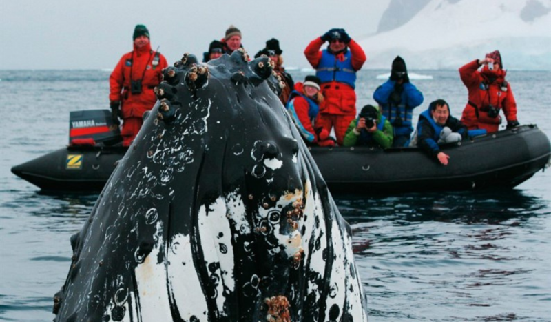 Foto mostra pessoas dentro de barco pequeno fotografando baleia que surge com parte do corpo para fora