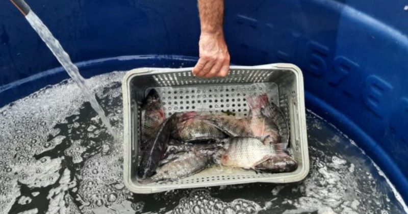 Feira do Peixe Vivo ocorre no Terminal Rodovi&aacute;rio de I&ccedil;ara – Foto: Divulga&ccedil;&atilde;o/Prefeitura de I&ccedil;ara/ND