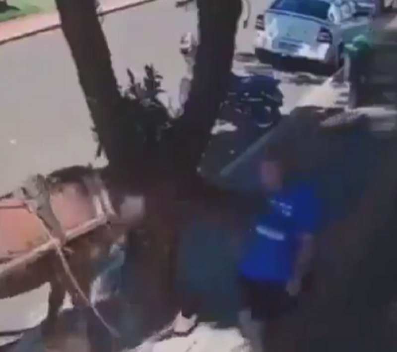 &lsquo;N&atilde;o quero isso pra ningu&eacute;m&rsquo;, diz vereador mordido por burro no Paran&aacute; – Foto: Divulga&ccedil;&atilde;o/Reprodu&ccedil;&atilde;o/ND