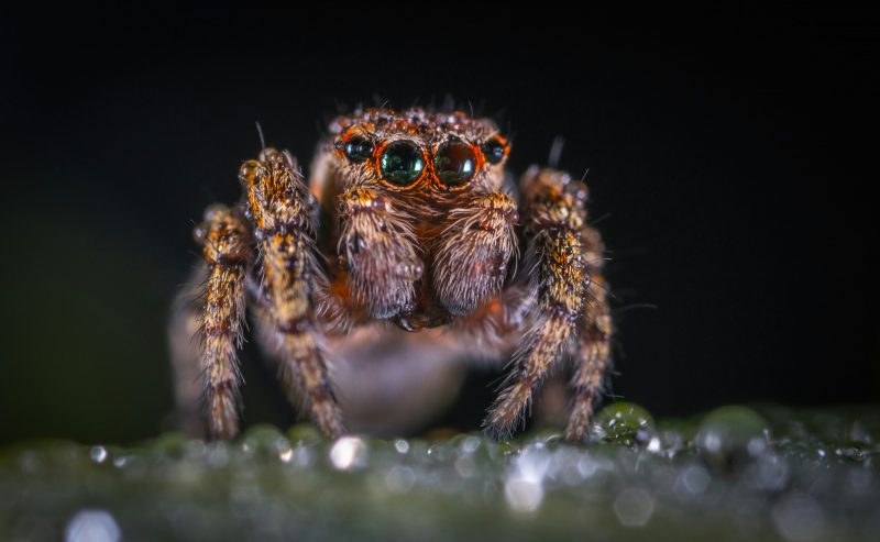 Zoom mostra aranha minúscula vista de perto, em cima de folha verde coberta por gostas de água 