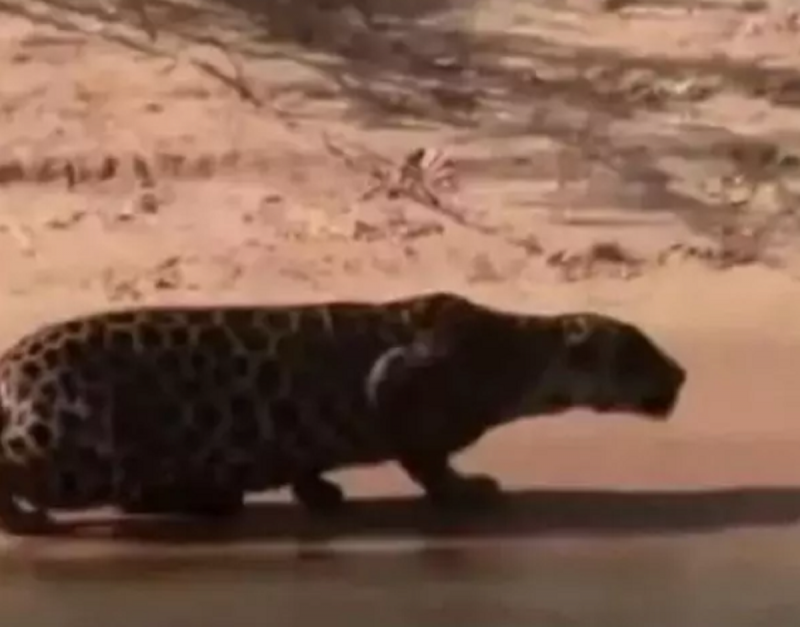 Onça pintada devora capivara em vídeo chocante - Foto: Reprodução/Ric.com/ND