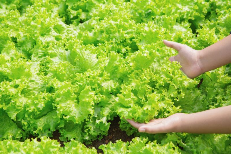 Pessoa segurando uma alface