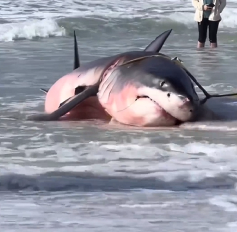 O resgate do tubarão-branco foi feito pelo condado de Santa Rosa - Foto: Only in Florida/Reprodução/ND