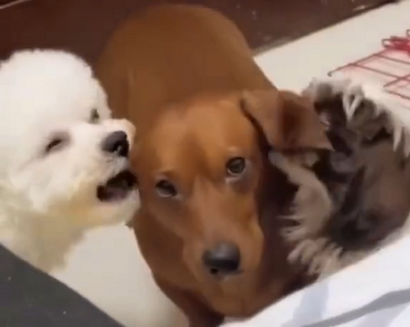 O vídeo já alcançou mais de três mil visualizações - Foto: Peludinho Cine/Reprodução/ND