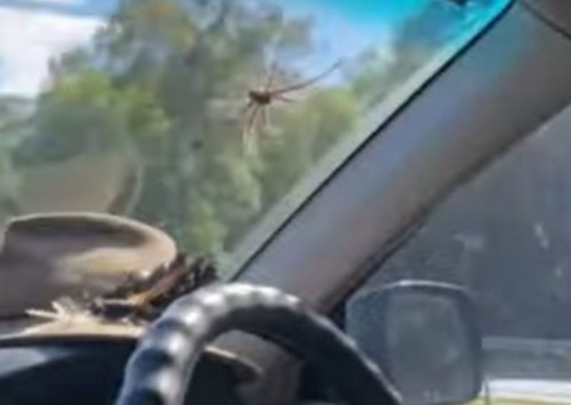 Aranha aparece em carro na Austrália