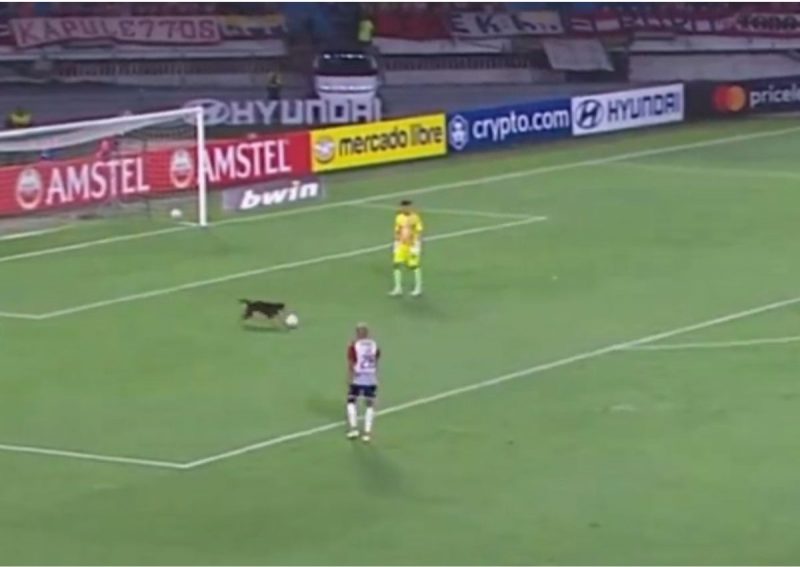 Cachorro mostra habilidade na Libertadores