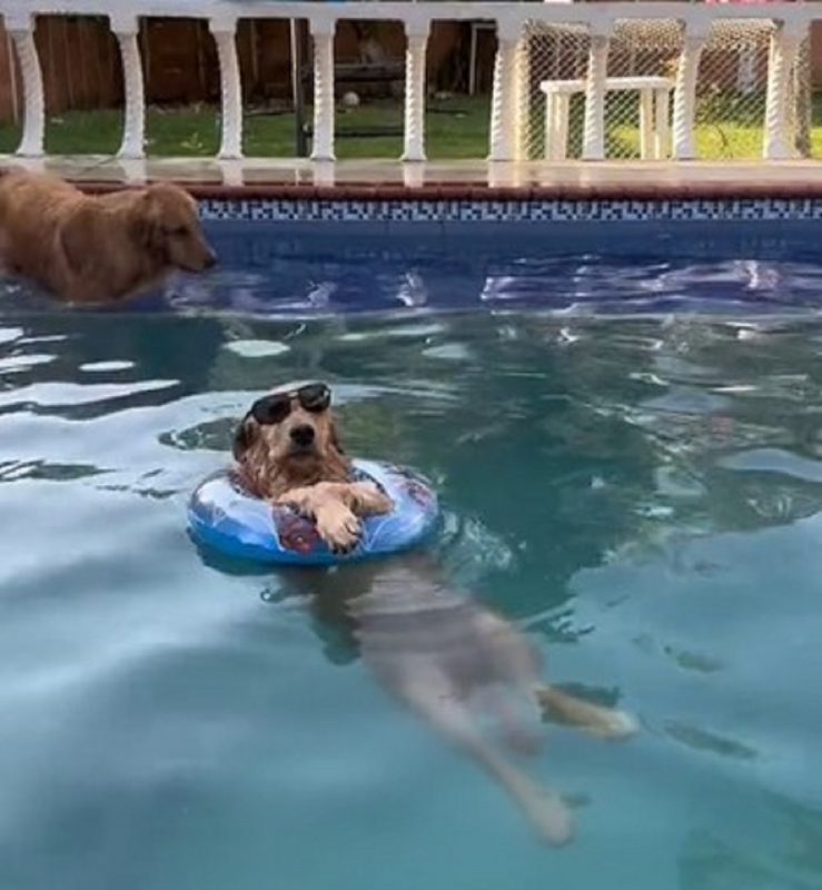 Golden Retriever relaxando em piscina 