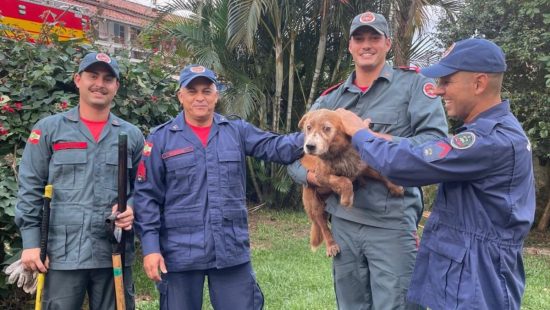 VÍDEO: Cachorro soterrado após cavar buraco é resgatado em Florianópolis