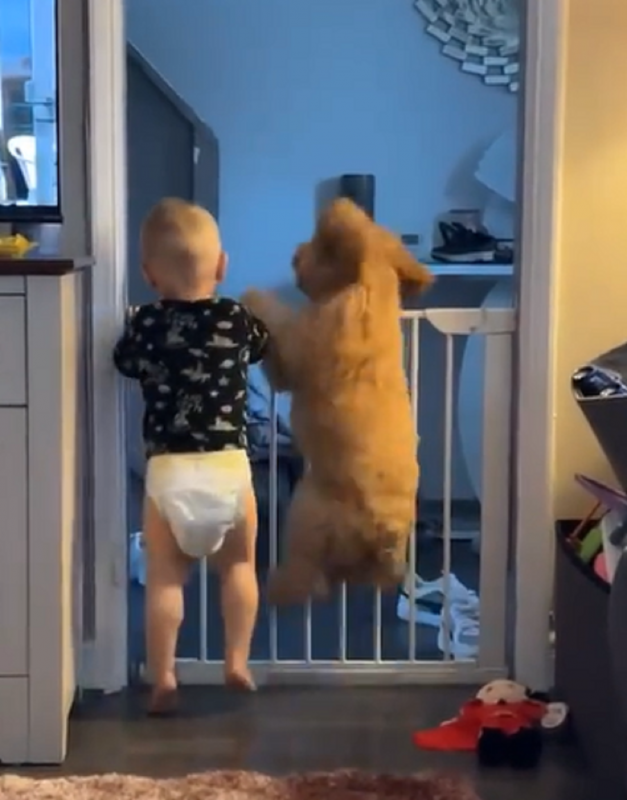 Crian&ccedil;a e filhote pulam e se divertem juntos – Foto: Redes sociais/Reprodu&ccedil;&atilde;o/ND