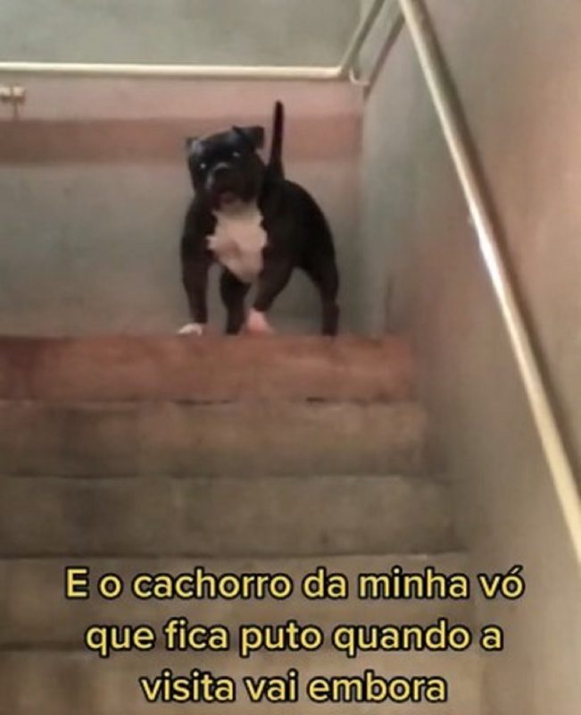 Cachorro carente olhando para a câmera