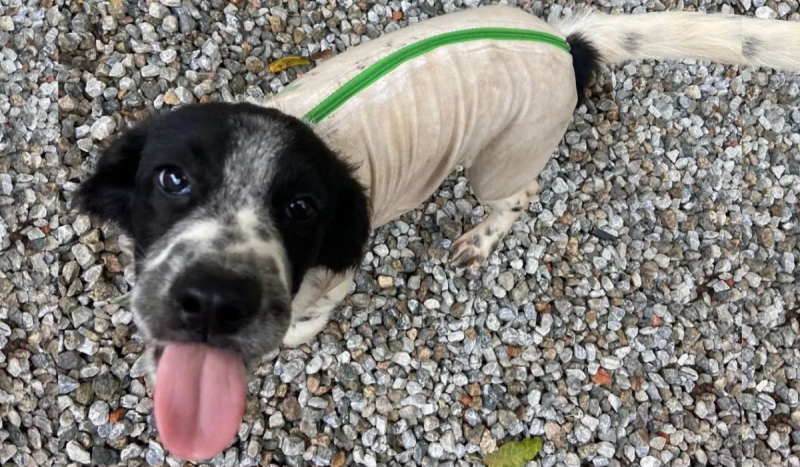 Cachorro branco e preto com a língua para fora olhando para a câmera, resgatado junto com cão paraplégico