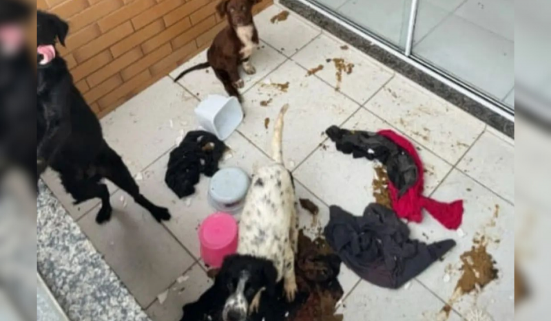 Cachorro preto, cachorro marrom e cachorro branco com manchas pretas em meio a chão com fezes, panos e potes de plástico virados