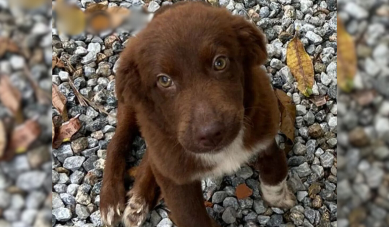 Cão paraplégico marrom olhando para a foto com semblante triste. Ele está sentado nas próprias patas em meio a pedregulhos no chão