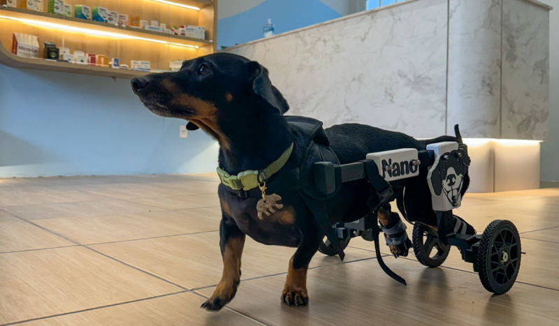 Cachorro preto usando cadeira de rodas