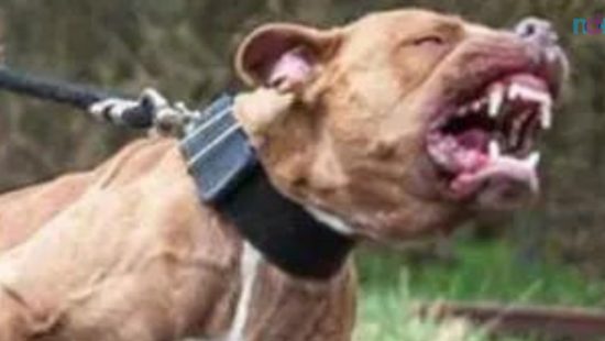 Homem morre após ataque de 4 cães da raça pitbull 