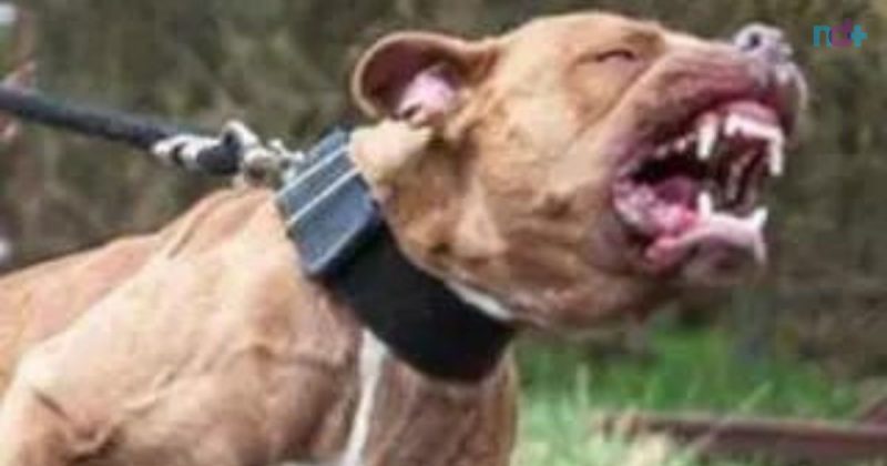 Homem morre após ataque de 4 cães da raça pitbull 
