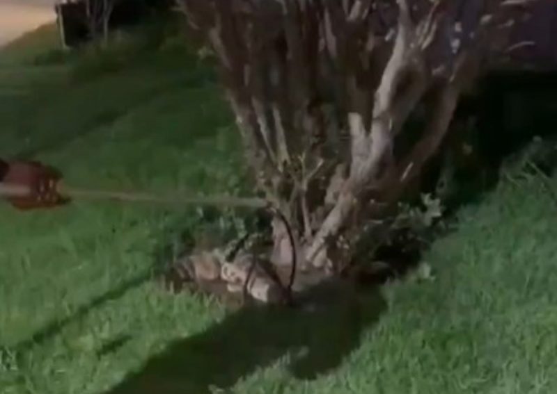 Captura de jacaré de plástico viraliza 