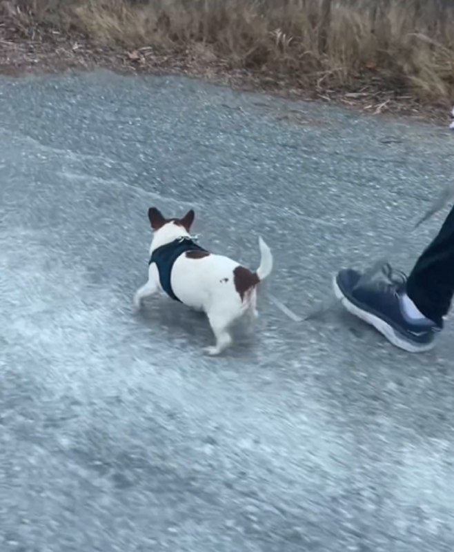 Vídeos de um Chihuahua fazendo caminhadas para perder peso viraliza - Foto: Body By Theo/Reprodução/ND