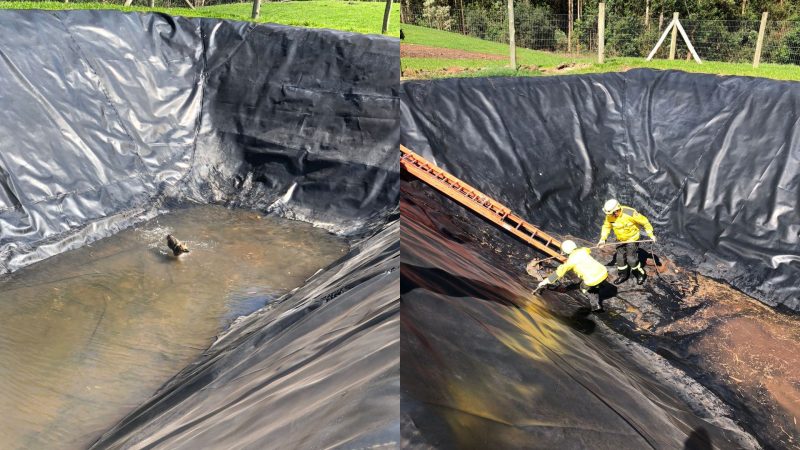 Animal caiu no fosso 