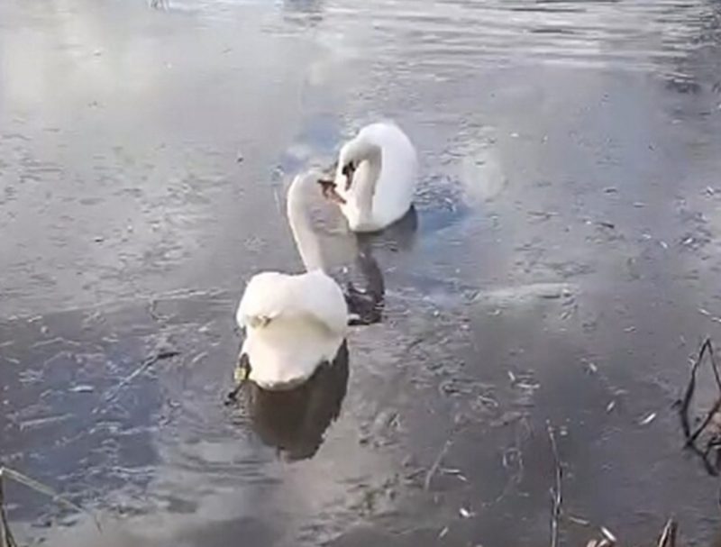 Enquanto a fêmea do casal de cisnes se recuperava no veterinário, seu companheiro enfrentava a sua ausência, e isso começou a refletir em seu comportamento também