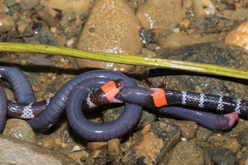 As duas cobras-corais estava predando a mesma cobra-cega