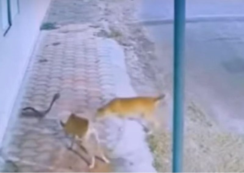 Cobra naja se vê acuada pela 'gangue' dos cachorros
