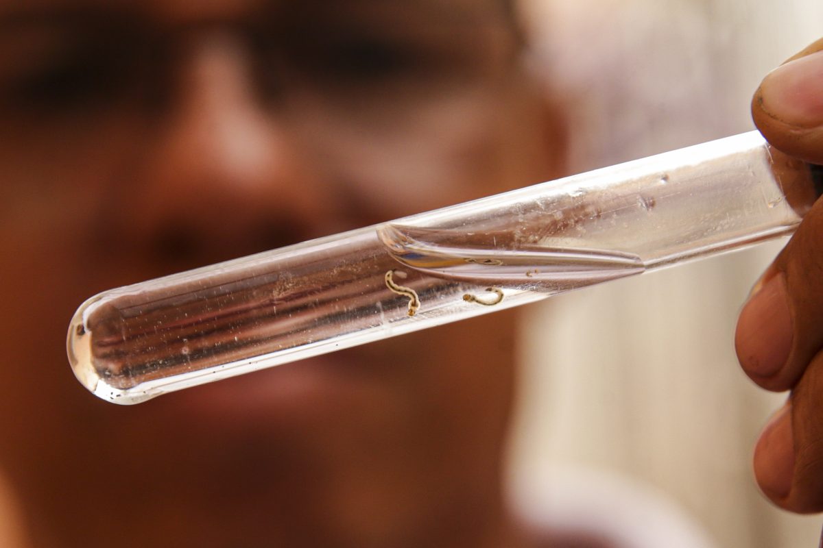 Santa catarina atinge ‘boom’ da dengue com mais de 100 mil casos prováveis