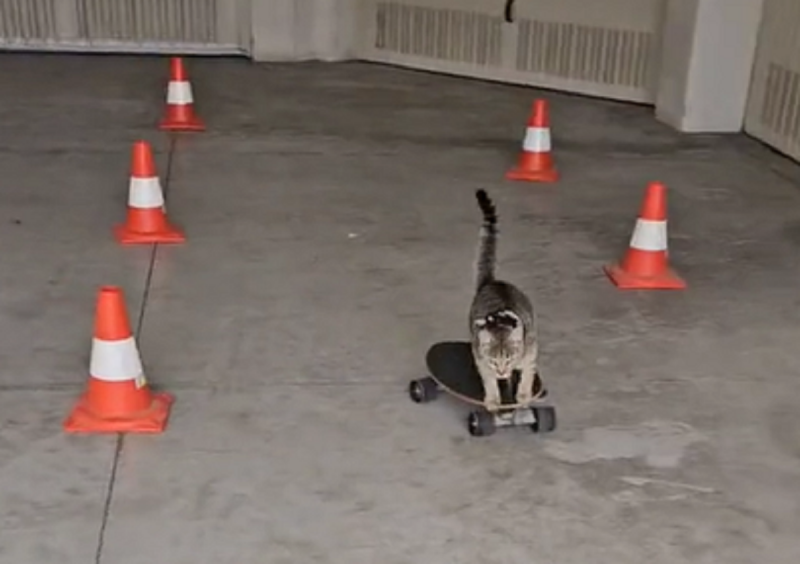 O vídeo já conquistou mais de meio milhão de curtidas - Foto: Kibrit Skate Cat/Reprodução/ND