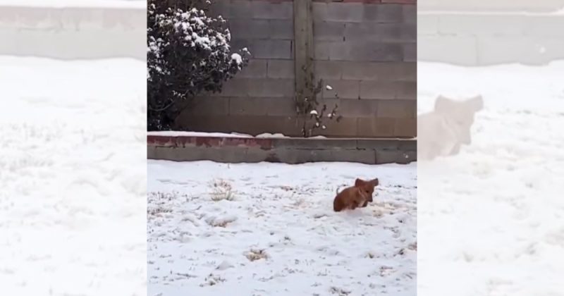 Cachorro-salsicha transforma neve em arena de divers&otilde;es e encanta internet – Foto: Internet/Reprodu&ccedil;&atilde;o/ND