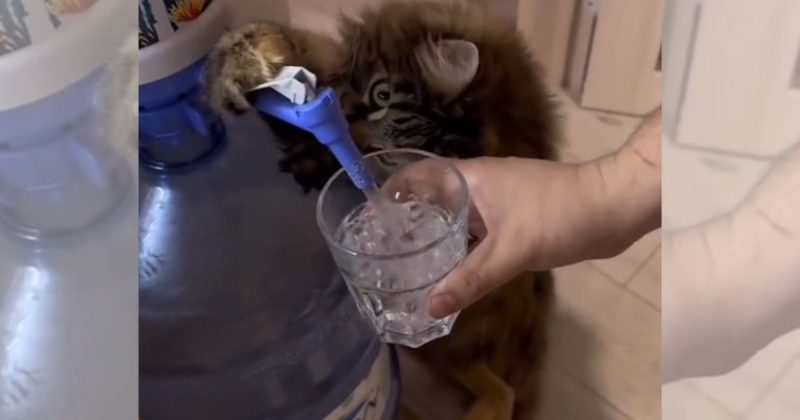 Gato impressiona internet ao apreender usar filtro 