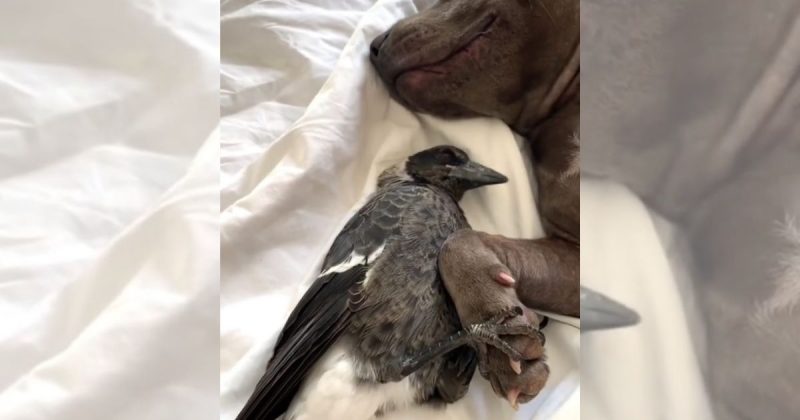 Cachorro e corvo compartilham amizade inusitada 