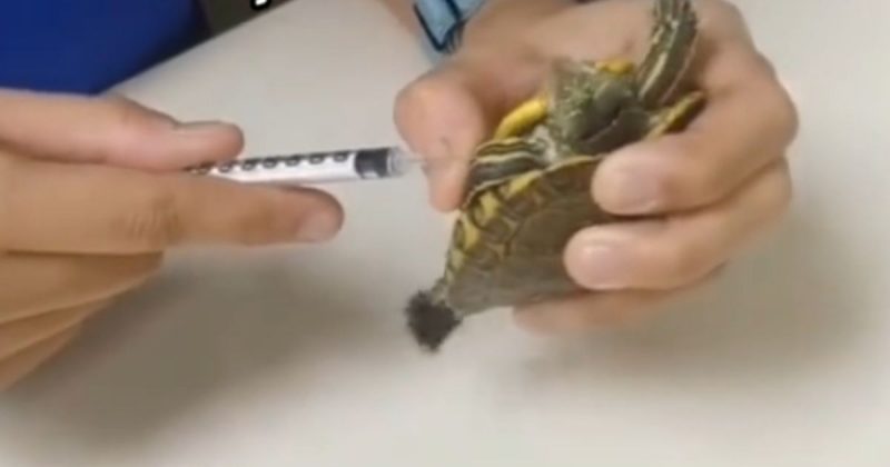 Após injeção, tartaruga correu para os braços da dona 