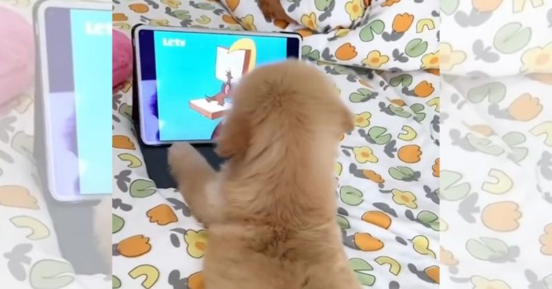 Filhote encantou a internet 