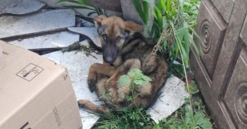 Cachorro foi resgatado de situação de maus-tratos nesta sexta-feira (12)