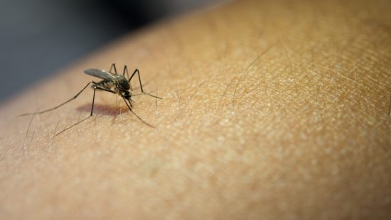 Novas mortes por dengue são confirmadas em Brusque e Balneário Piçarras