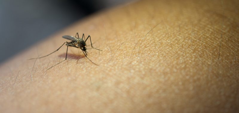 Dengue mosquito on human skin 
