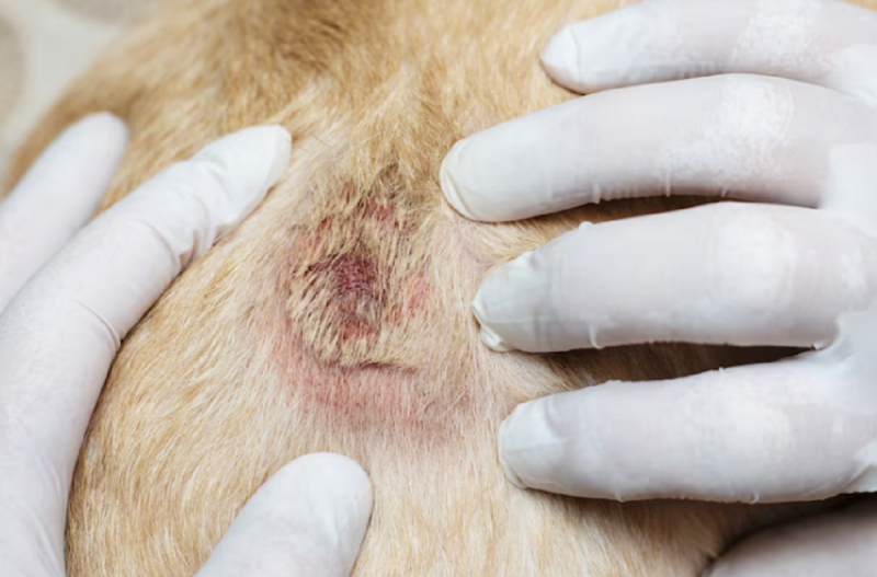 Dermatite é uma das causas mais comuns nos animais - Foto: Freepik/Reprodução/ND