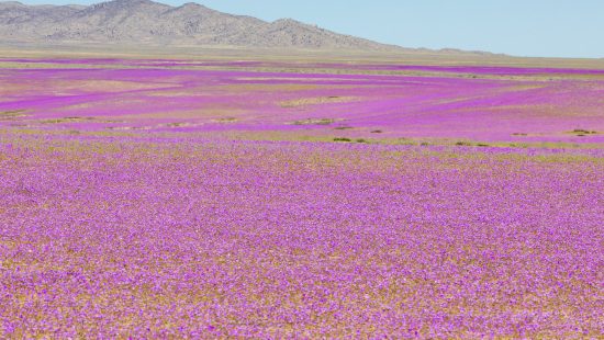 Fenômeno raro: como nascem as flores no Deserto do Atacama?