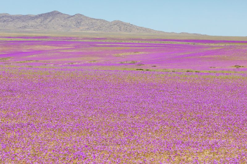Deserto do Atacama com milhares de flores roxas espalhadas pelo campo