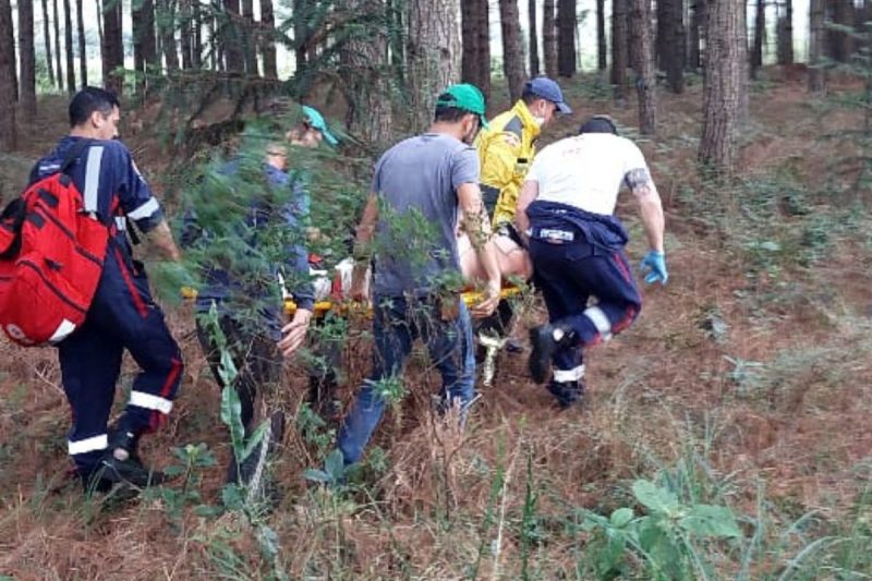 Araucária caiu sobre homem