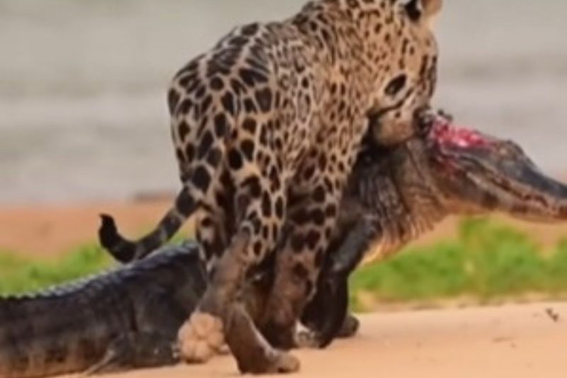 onça carregando o jacaré