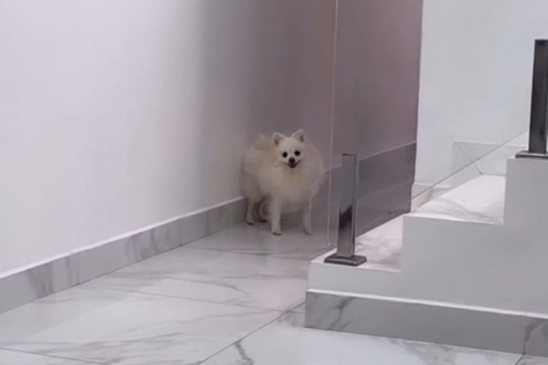 Lulu da Pomerânia foi pego no flagra