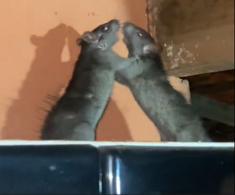 Ratos são flagrados brigando em cima de um armário e vídeo viraliza - Foto: Diogo Augusto/Reprodução/ND