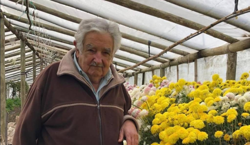 Foto mostra homem branco idoso, de cabelos grisalhos, usando casaco de zíper e cercado de flores amarelas. A pessoa em questão é o ex-presidente uruguaio Pepe Mujica