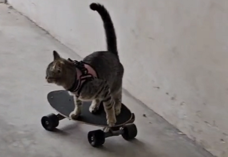 A gata italiana encantou a internet ao usar um skate 