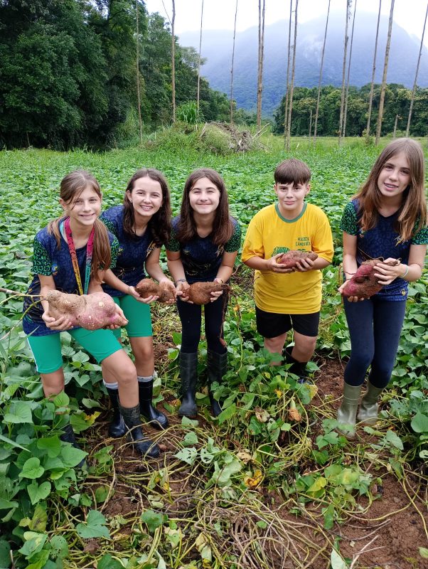 O plantio e a colheita da batata-doce faz parte da rotina dos estudantes da escola agrícola de Joinville