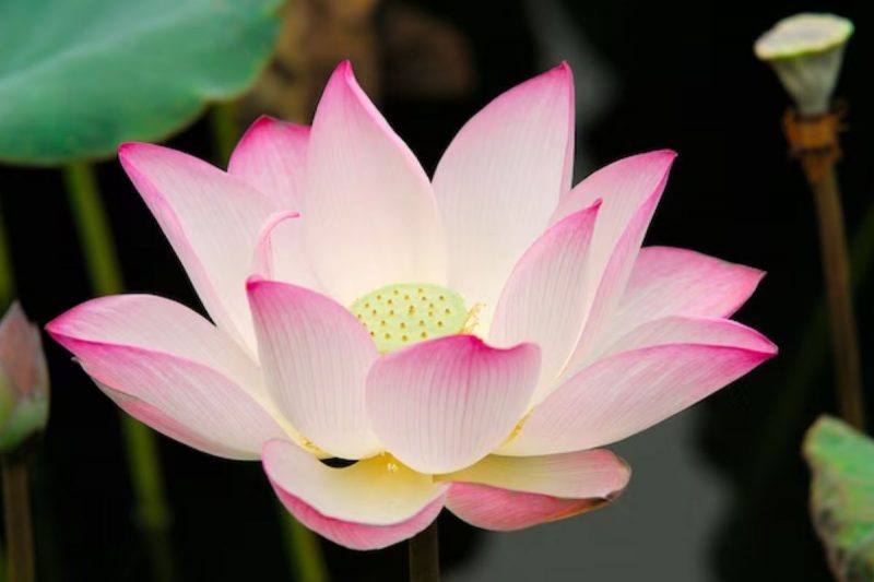 A flor de l&oacute;tus &eacute; o amuleto da sorte dos escorpianos. – Foto: Freepik/Divulga&ccedil;&atilde;o/ND