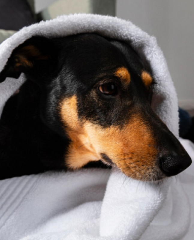 Médico veterinário dá dicas valiosas sobre cuidados com os pets no frio - Foto: Freepik/Reprodução/ND