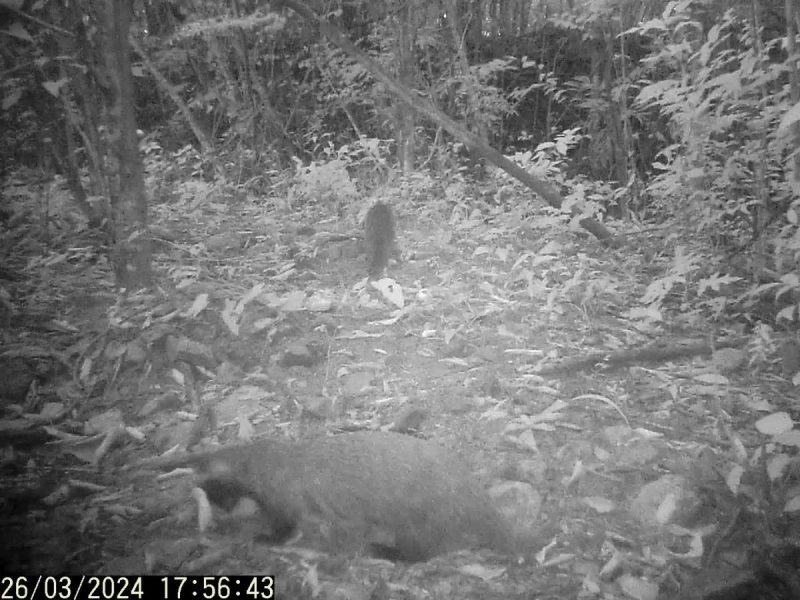 Fur&otilde;es tamb&eacute;m foram flagrados pelas armadilhas fotogr&aacute;ficas – Foto: DNIT/ND